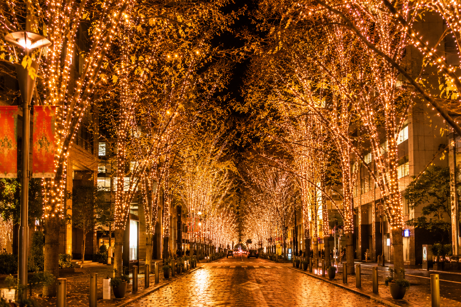 A tree-lined avenue decorated with winter night illuminations